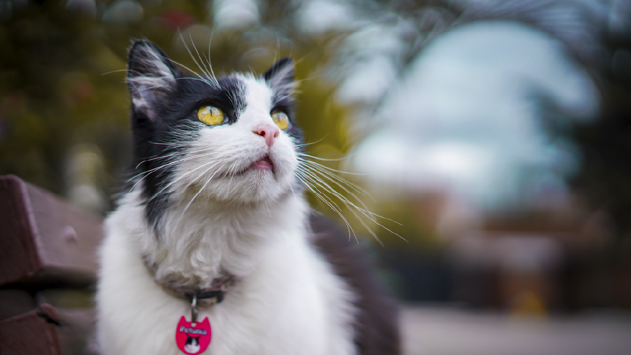 Gato doméstico en espacio público como símbolo del proceso de participación ciudadana en el Consejo Local de Protección y Bienestar Animal en Bogotá.
