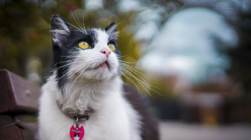 Gato doméstico en espacio público como símbolo del proceso de participación ciudadana en el Consejo Local de Protección y Bienestar Animal en Bogotá.